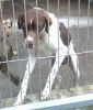 perro: Pointer