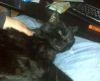 gato: com�n europeo