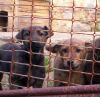 Dos cachorras