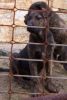 Cachorra atigrada