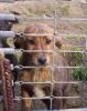 Cachorra canela