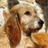 perro: Mestiza