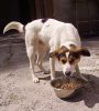 Sugar comiendo
