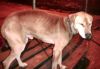 perro: Mestizo