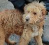 perro: Mestizo