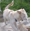 Pancho jugando