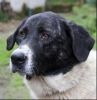 perro: Mast�n