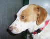 perro: cruce de bret�n