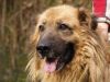perro: cruce de pastor belga
