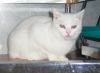 gato: Com�n Europeo