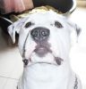 perro: Mestizo