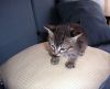 gato: Com�n europeo romano