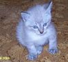 gato: Com�n europeo tabby