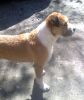 perro: mestizo