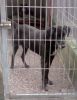 perro: Cruce de pastor