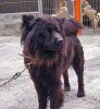 Oso de frente