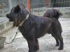 Oso de perfil