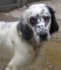 perro: Setter Ing�s