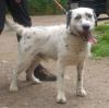perro: Cruce de D�lmata con Terrier