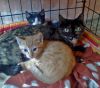 gato: com�n europeo