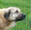 perro: Mast�n