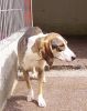 Diana de frente