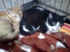 Dos gatines