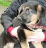 perro: Pastor Alem�n