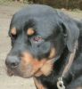 perro: Rottweiler