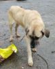 perro: Mestiza