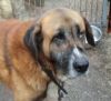 perro: Mast�n