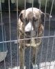 perro: mast�n