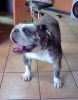 Neska posando