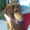 Rex es alegre