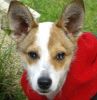 perro: Jack Russell