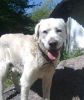 perro: cruce de mast�n