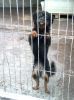 perro: Mestiza