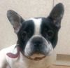 perro: Bull Dog Franc�s