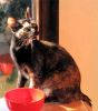 Arwen en la ventana