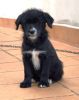 perro: Mestiza