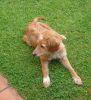 Coli en el jardin