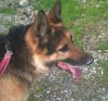 perro: Pastor Alem�n