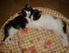Otras dos gatinas