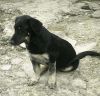 perro: mestizo