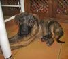Klaus posando