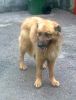 Hermoso perro de pelo
