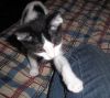 Ewilan jugando