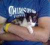 gato: com�n europeo tricolor