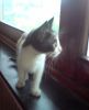 Gatina mirando por la ventana