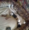Gatina estirandose